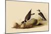 Ringed Plovers-John James Audubon-Mounted Giclee Print