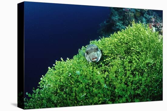 Ringed Puffer (Arothron Hispidus) on Algae, Indonesia, Sulawesi, Indian Ocean.-Reinhard Dirscherl-Stretched Canvas