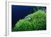 Ringed Puffer (Arothron Hispidus) on Algae, Indonesia, Sulawesi, Indian Ocean.-Reinhard Dirscherl-Framed Photographic Print