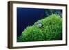 Ringed Puffer (Arothron Hispidus) on Algae, Indonesia, Sulawesi, Indian Ocean.-Reinhard Dirscherl-Framed Photographic Print