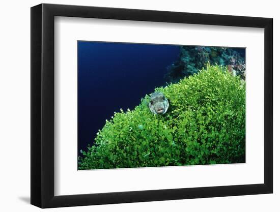 Ringed Puffer (Arothron Hispidus) on Algae, Indonesia, Sulawesi, Indian Ocean.-Reinhard Dirscherl-Framed Photographic Print