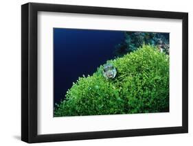 Ringed Puffer (Arothron Hispidus) on Algae, Indonesia, Sulawesi, Indian Ocean.-Reinhard Dirscherl-Framed Photographic Print