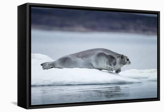 Ringed Seal on Iceberg, Nunavut, Canada-Paul Souders-Framed Stretched Canvas