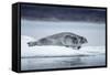 Ringed Seal on Iceberg, Nunavut, Canada-Paul Souders-Framed Stretched Canvas