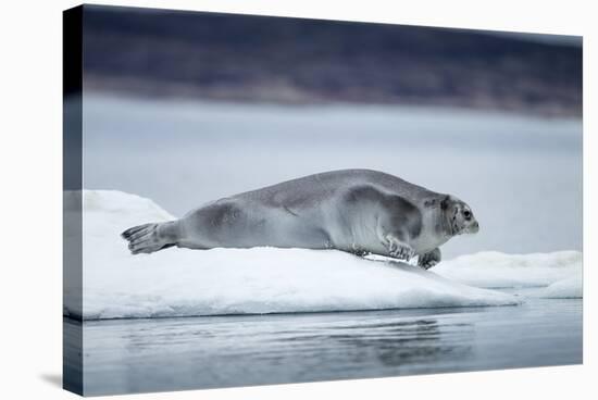 Ringed Seal on Iceberg, Nunavut, Canada-Paul Souders-Stretched Canvas