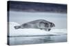 Ringed Seal on Iceberg, Nunavut, Canada-Paul Souders-Stretched Canvas
