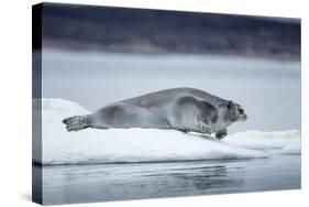 Ringed Seal on Iceberg, Nunavut, Canada-Paul Souders-Stretched Canvas