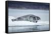 Ringed Seal on Iceberg, Nunavut, Canada-Paul Souders-Framed Stretched Canvas