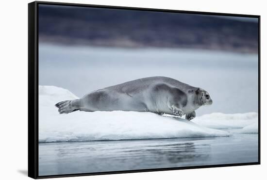 Ringed Seal on Iceberg, Nunavut, Canada-Paul Souders-Framed Stretched Canvas