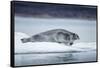 Ringed Seal on Iceberg, Nunavut, Canada-Paul Souders-Framed Stretched Canvas