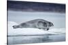 Ringed Seal on Iceberg, Nunavut, Canada-Paul Souders-Stretched Canvas