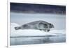 Ringed Seal on Iceberg, Nunavut, Canada-Paul Souders-Framed Photographic Print