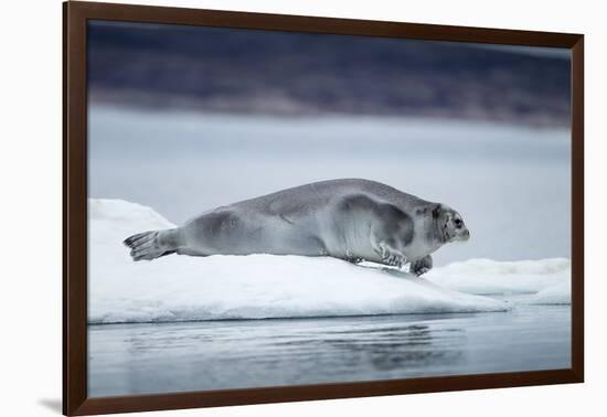 Ringed Seal on Iceberg, Nunavut, Canada-Paul Souders-Framed Photographic Print