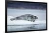 Ringed Seal on Iceberg, Nunavut, Canada-Paul Souders-Framed Photographic Print