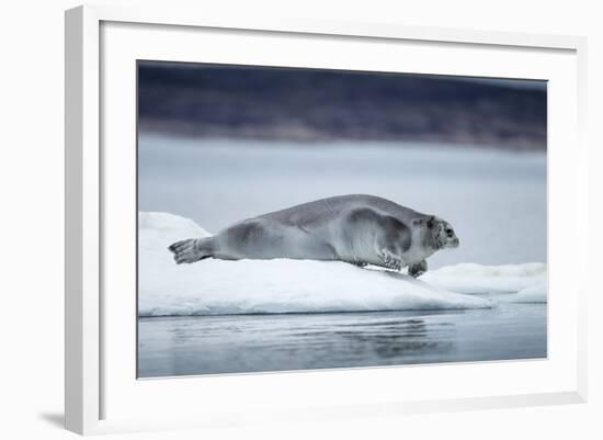 Ringed Seal on Iceberg, Nunavut, Canada-Paul Souders-Framed Photographic Print