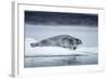 Ringed Seal on Iceberg, Nunavut, Canada-Paul Souders-Framed Photographic Print