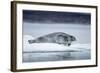 Ringed Seal on Iceberg, Nunavut, Canada-Paul Souders-Framed Photographic Print