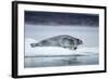 Ringed Seal on Iceberg, Nunavut, Canada-Paul Souders-Framed Photographic Print