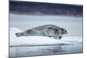 Ringed Seal on Iceberg, Nunavut, Canada-Paul Souders-Mounted Photographic Print