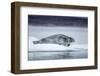 Ringed Seal on Iceberg, Nunavut, Canada-Paul Souders-Framed Photographic Print