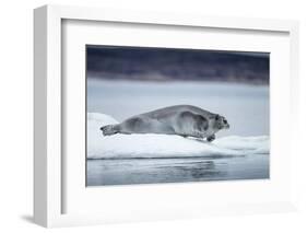 Ringed Seal on Iceberg, Nunavut, Canada-Paul Souders-Framed Photographic Print