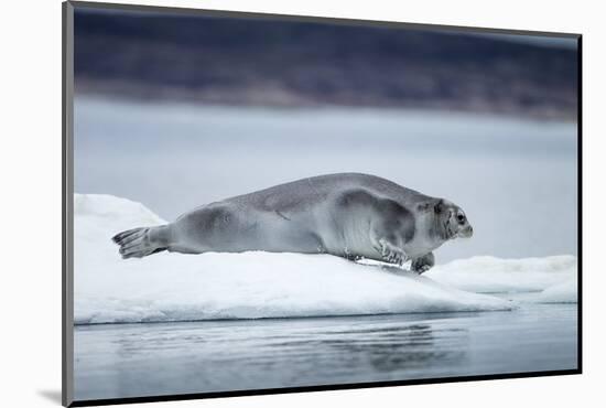 Ringed Seal on Iceberg, Nunavut, Canada-Paul Souders-Mounted Photographic Print