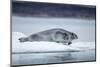 Ringed Seal on Iceberg, Nunavut, Canada-Paul Souders-Mounted Photographic Print