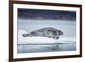 Ringed Seal on Iceberg, Nunavut, Canada-Paul Souders-Framed Photographic Print