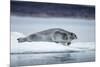 Ringed Seal on Iceberg, Nunavut, Canada-Paul Souders-Mounted Photographic Print
