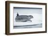 Ringed Seal on Iceberg, Nunavut, Canada-Paul Souders-Framed Photographic Print