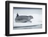 Ringed Seal on Iceberg, Nunavut, Canada-Paul Souders-Framed Photographic Print