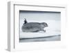 Ringed Seal on Iceberg, Nunavut, Canada-Paul Souders-Framed Photographic Print