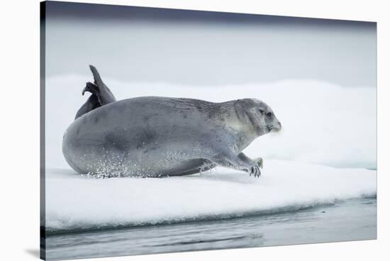 Ringed Seal on Iceberg, Nunavut, Canada-Paul Souders-Stretched Canvas