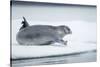 Ringed Seal on Iceberg, Nunavut, Canada-Paul Souders-Stretched Canvas