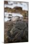Ringed Seal on Rock in Hudson Bay, Churchill, Manitoba, Canada-Richard ans Susan Day-Mounted Photographic Print