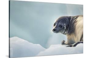 Ringed Seal Pup, Nunavut, Canada-Paul Souders-Stretched Canvas