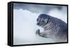 Ringed Seal Pup, Nunavut, Canada-Paul Souders-Framed Stretched Canvas