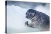 Ringed Seal Pup, Nunavut, Canada-Paul Souders-Stretched Canvas