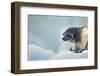 Ringed Seal Pup, Nunavut, Canada-Paul Souders-Framed Photographic Print