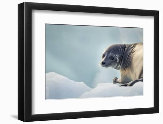 Ringed Seal Pup, Nunavut, Canada-Paul Souders-Framed Photographic Print