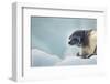 Ringed Seal Pup, Nunavut, Canada-Paul Souders-Framed Photographic Print