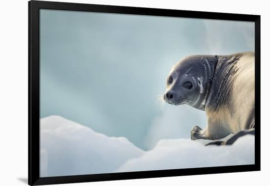 Ringed Seal Pup, Nunavut, Canada-Paul Souders-Framed Photographic Print