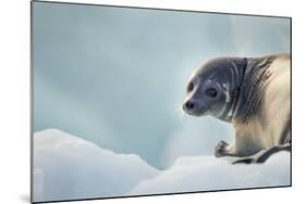Ringed Seal Pup, Nunavut, Canada-Paul Souders-Mounted Photographic Print