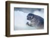 Ringed Seal Pup, Nunavut, Canada-Paul Souders-Framed Photographic Print