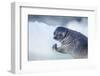 Ringed Seal Pup, Nunavut, Canada-Paul Souders-Framed Photographic Print