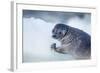 Ringed Seal Pup, Nunavut, Canada-Paul Souders-Framed Photographic Print