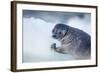 Ringed Seal Pup, Nunavut, Canada-Paul Souders-Framed Photographic Print