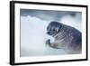 Ringed Seal Pup, Nunavut, Canada-Paul Souders-Framed Photographic Print