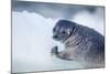 Ringed Seal Pup, Nunavut, Canada-Paul Souders-Mounted Photographic Print