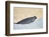 Ringed Seal Pup, Nunavut, Canada-Paul Souders-Framed Photographic Print